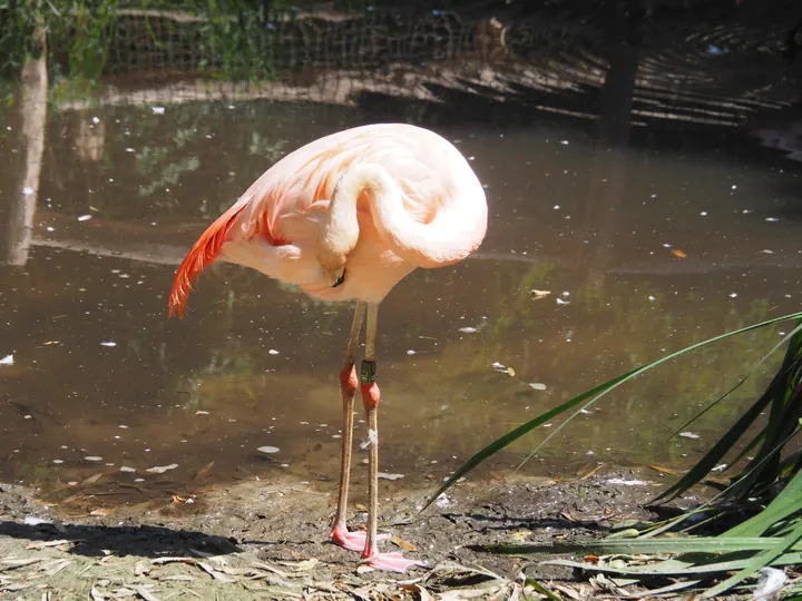 Flamingo's in de zoo van Overloon